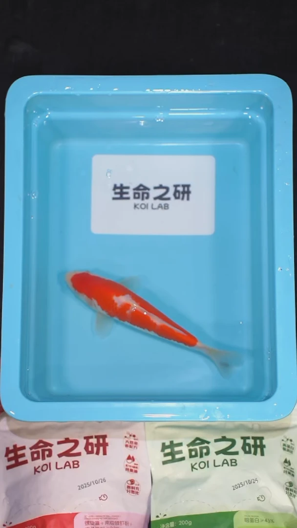 锦鲤血统大正锦鲤红白锦鲤丹顶红白丹顶三色