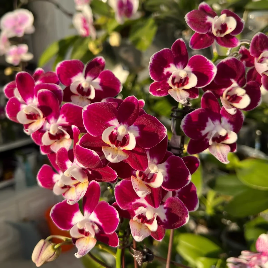 精品蝴蝶兰【星空】