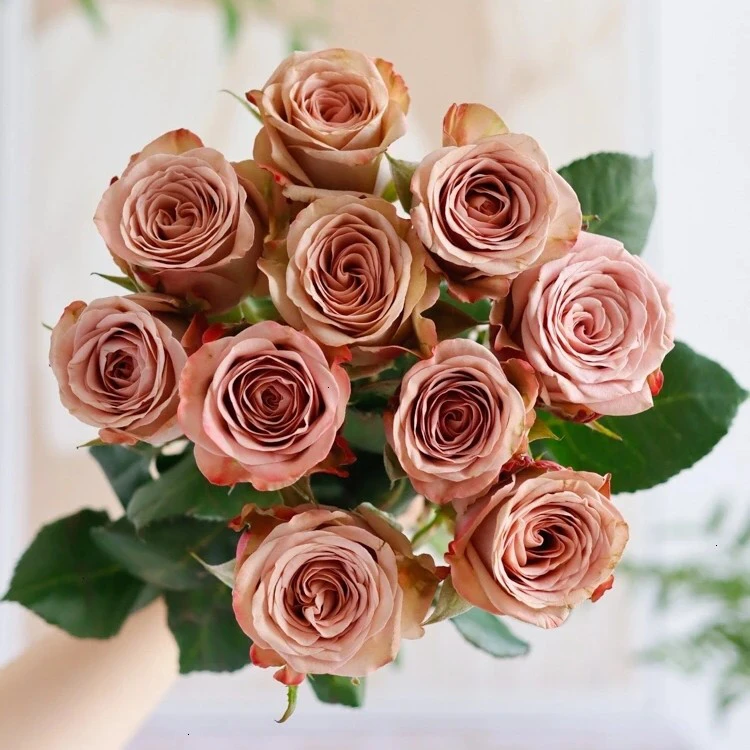 【卡布10支】 家用鲜花全场鲜花任意满两单升级顺丰3单送配草