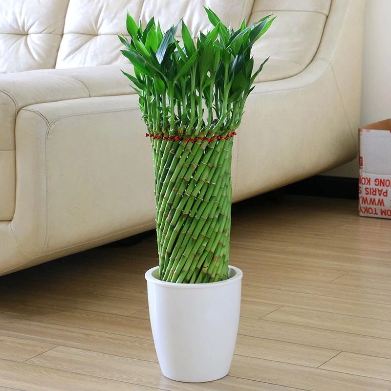 【花伴水】富贵竹编织造型转运竹竹办公室客厅竹子创意盆栽