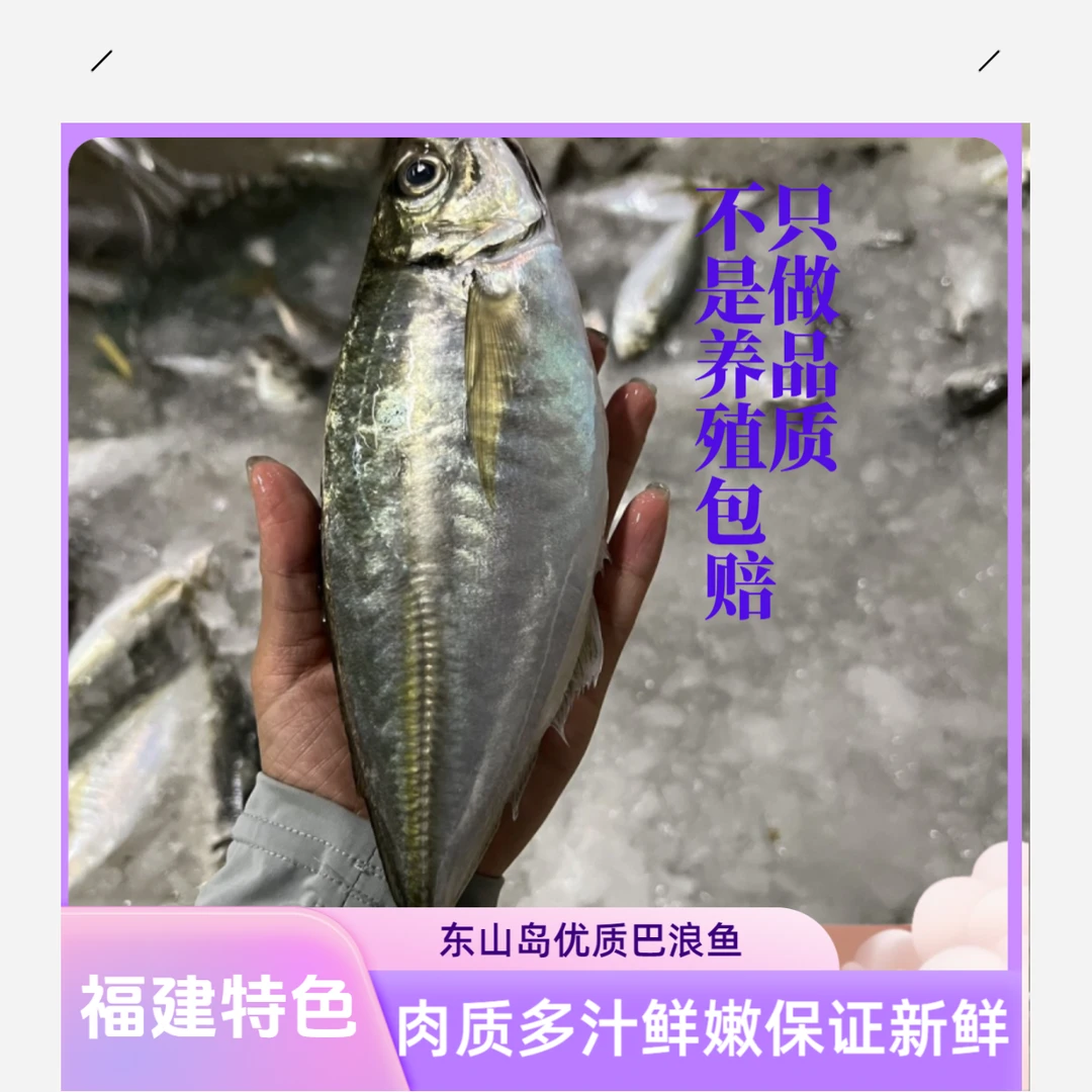 【当天现冻】东山岛养殖巴浪鱼土豪巴浪鱼刺身味美牛尾巴鱼竹荚鱼
