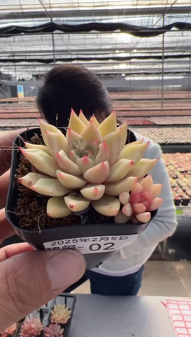 【闪购商品】碧玺-2