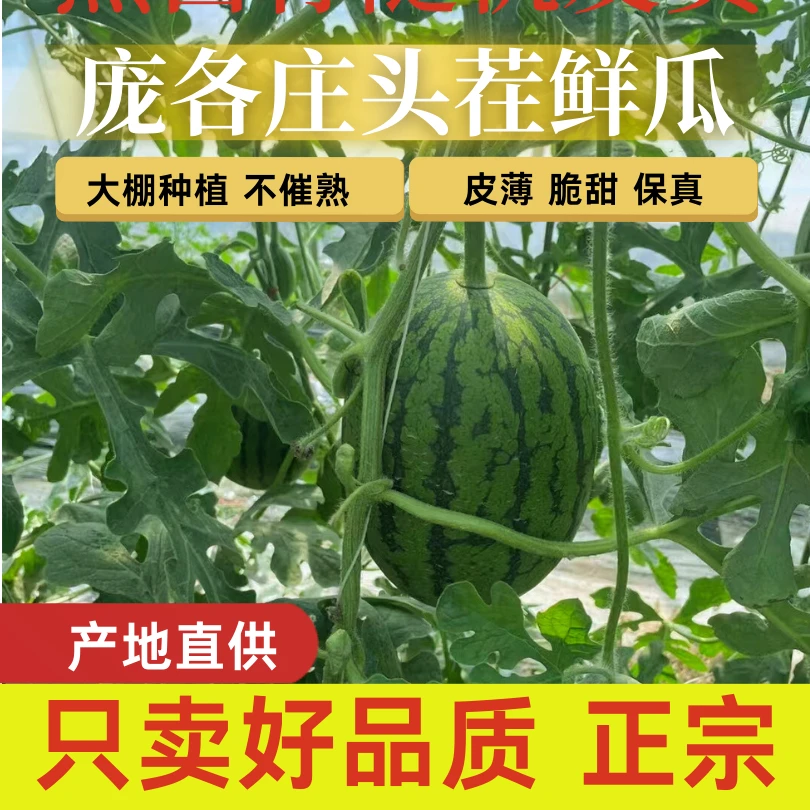 【正宗庞各庄西瓜】头茬薄皮 L600 手撕迷你小吊瓜新鲜水果（中果）