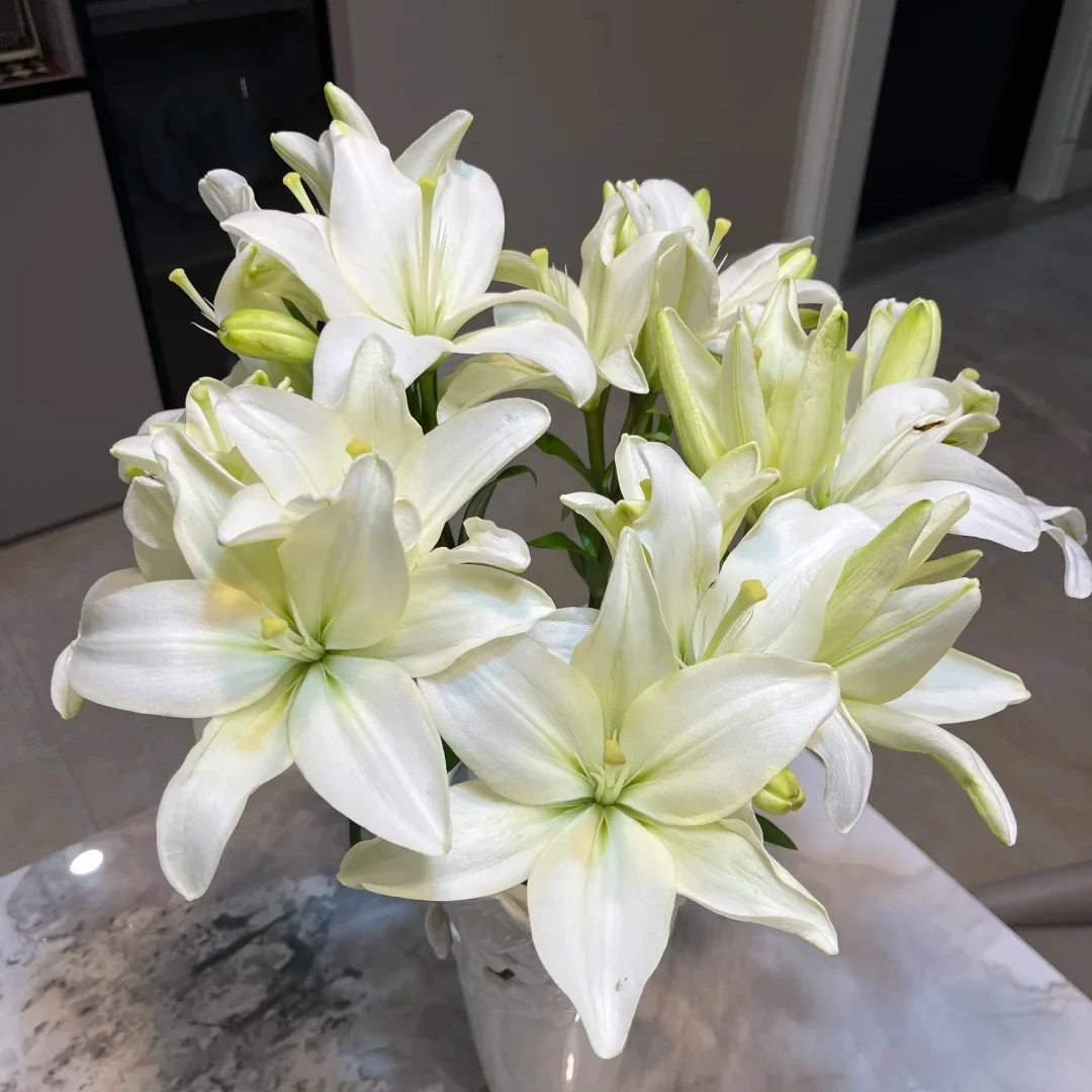 白天使无香型亚百合    婵之语优选