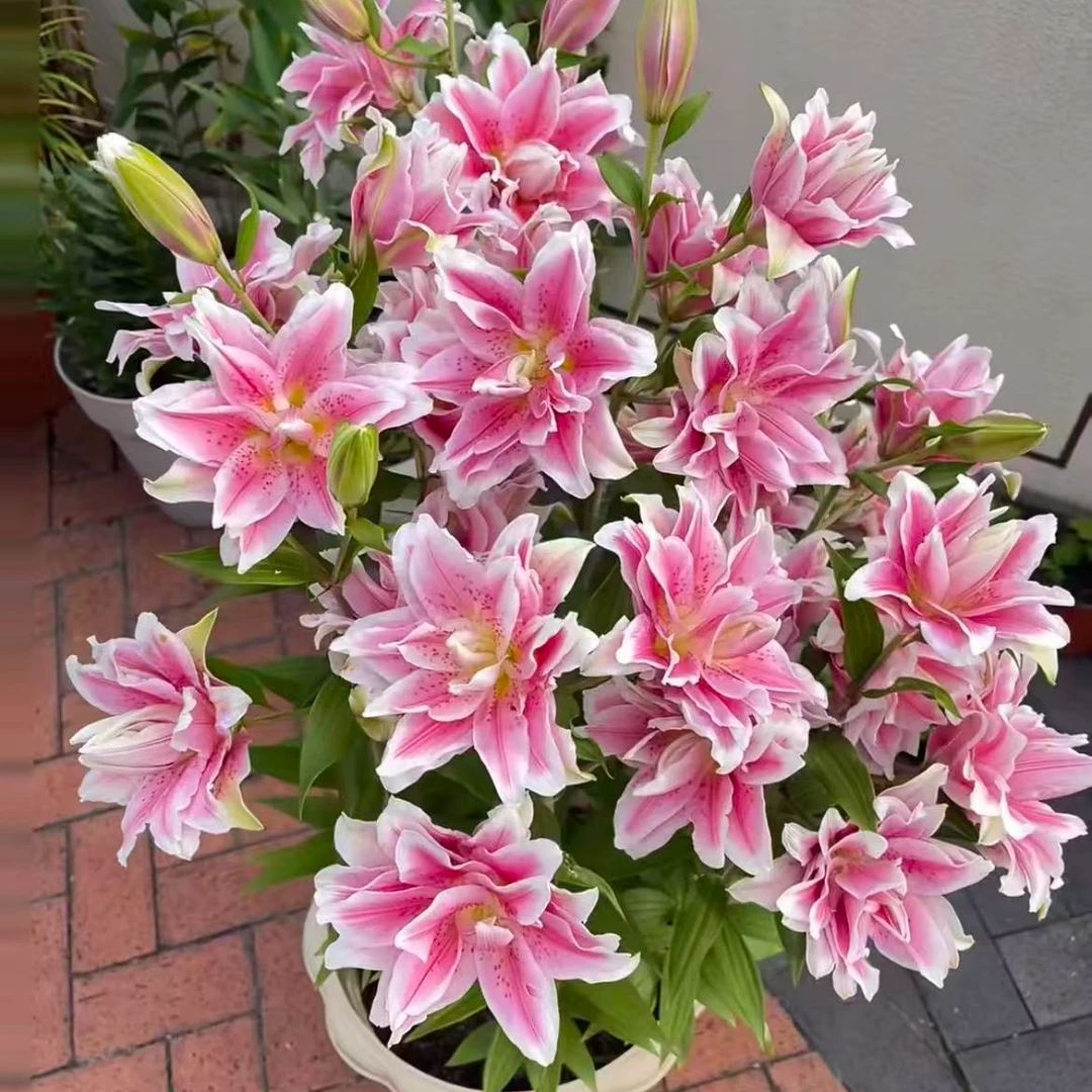 浓香型进口A级重瓣香水百合花种球四季种植耐寒花卉绿植盆栽好养