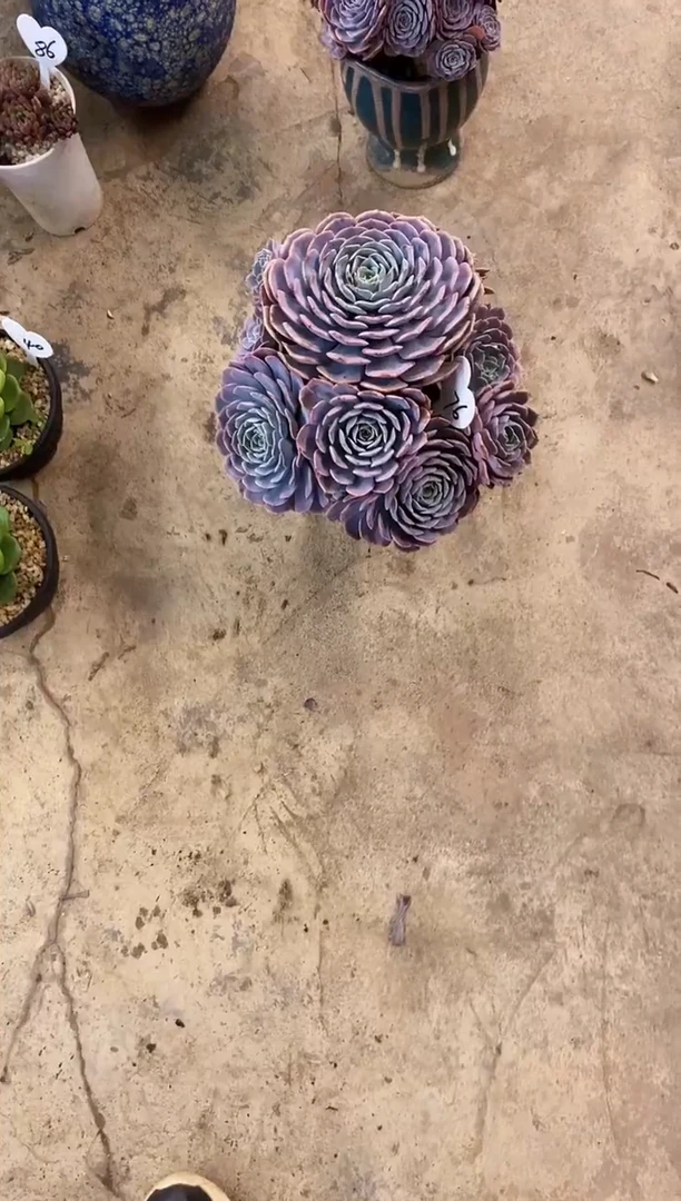 青****诺         76号￥29