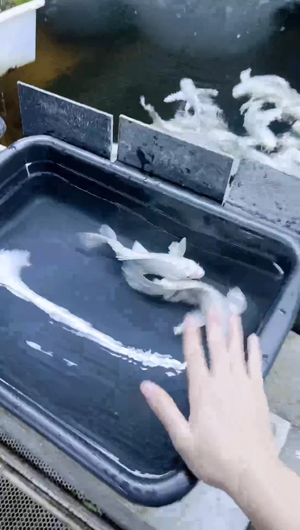 蝴蝶鲤鱼短球蝴蝶鲤精品观赏鱼