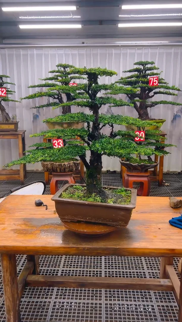 无花朵用****文精品盆景直播间一物一拍