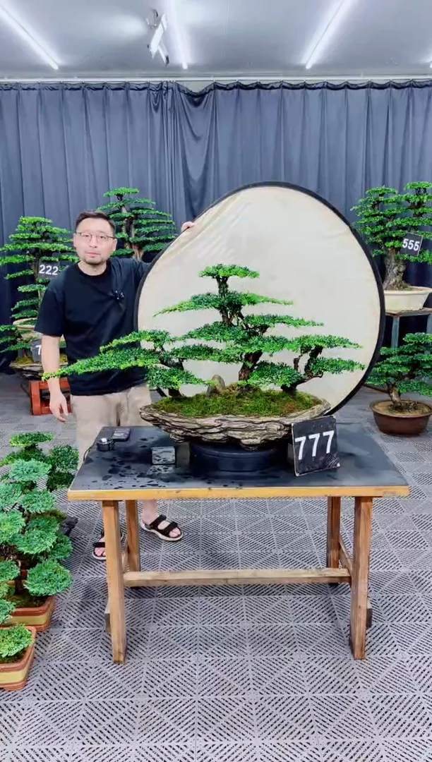 无花朵罗汉松盆景...