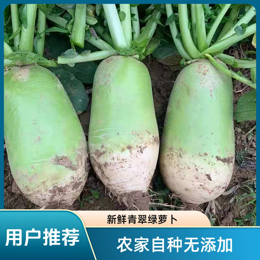 新鲜炒菜炖汤菜萝卜青萝卜农家自种青萝卜炒菜好喝