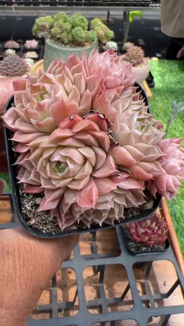 东云多肉园二店-178