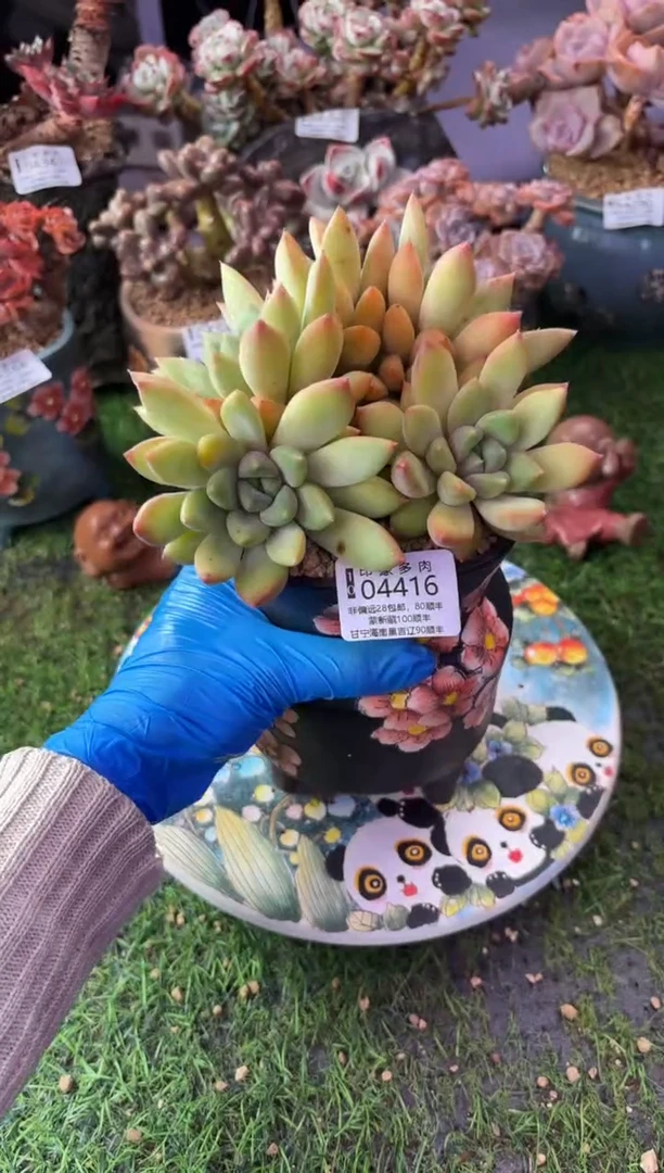 昆明印象多肉04416