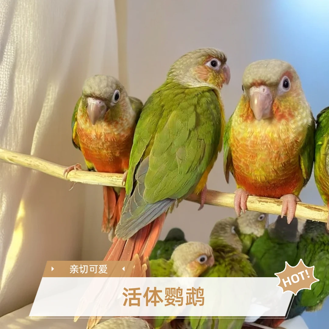 手养，可爱亲人活体鹦鹉顺丰直发