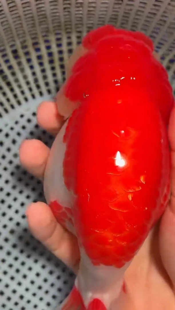 金鱼（运费自理，马印灯照射）福州追鱼兰寿金鱼