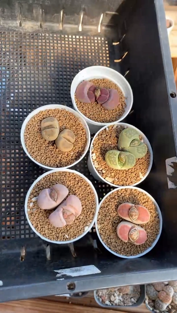 【闪购商品】直播间一物一拍7052