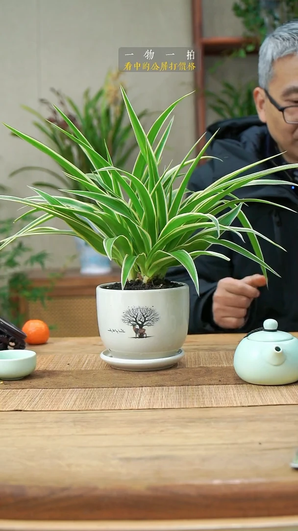 完全开放梨*闪吊兰197