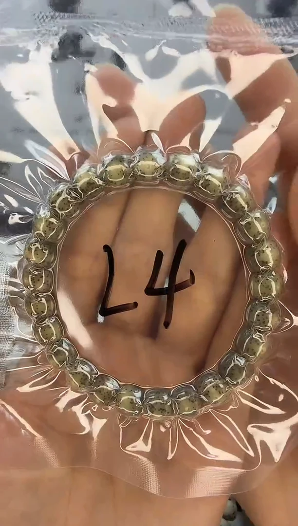 手串星月菩提9/8 石玉料 绿幽灵  眼留白 同枝果