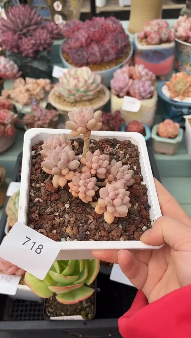 小*班718群生星黛露多肉