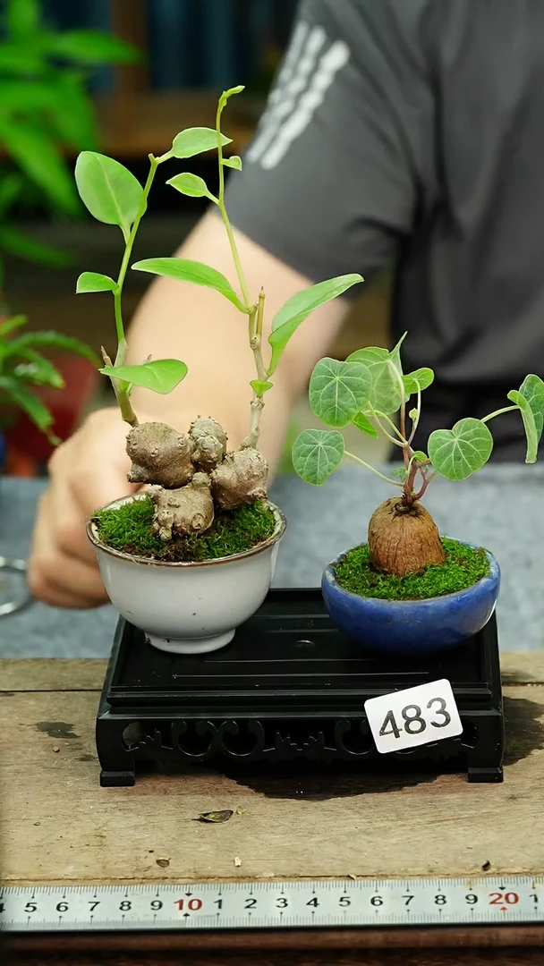 无花朵苔藓微景观483号