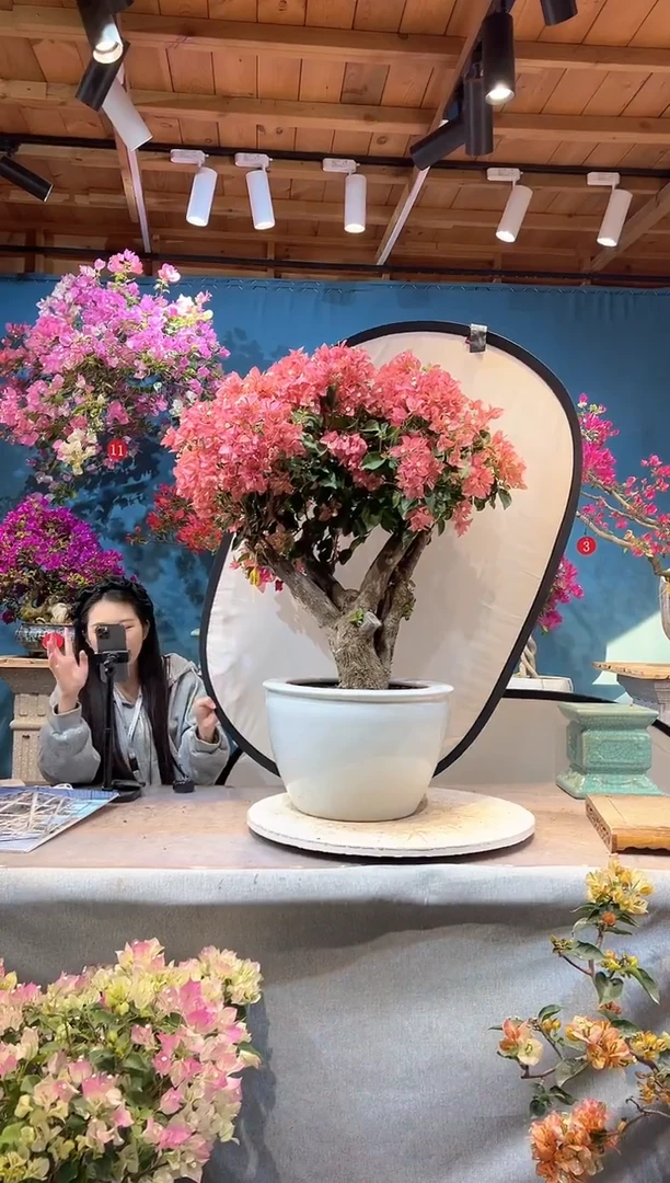 大量花朵（建议范围：8朵-15朵 或40%以上）卡亚塔 三角梅