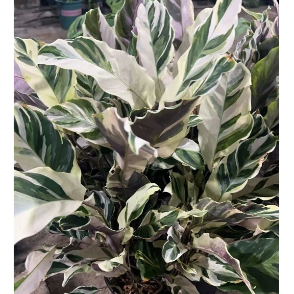 170盆规格 白油画