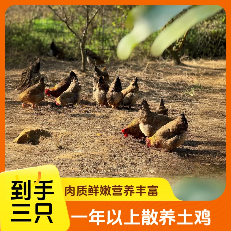 【拍一发三】粮食喂养1年以上散养土鸡 净膛 不带内脏  顺丰包邮