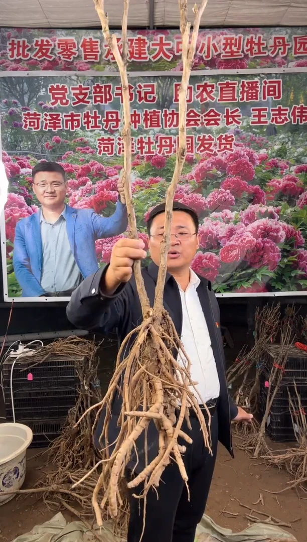 闪购链接  长寿乐老桩32