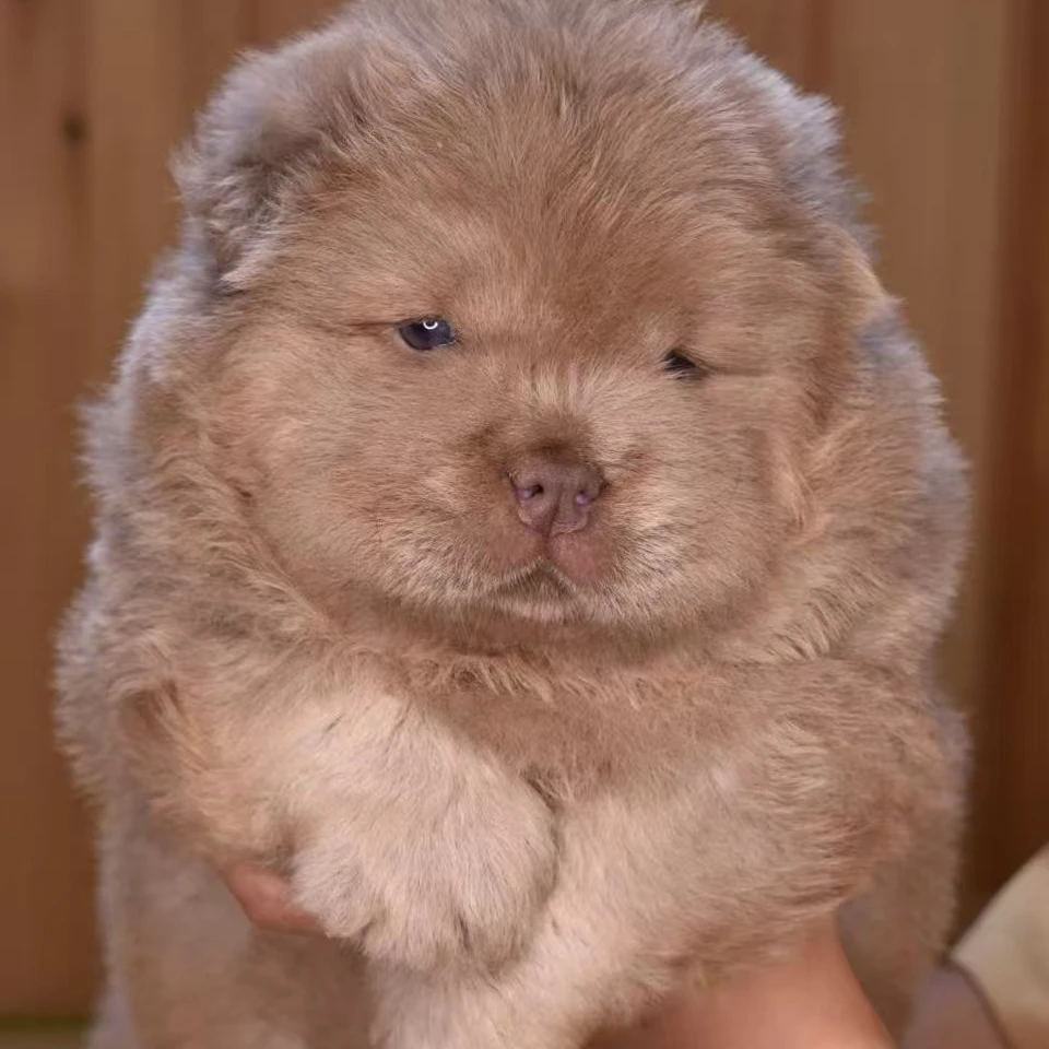 鑫业稀有异色松狮犬宠物狗狗高级宠物伴侣犬大型犬看家护院陪伴