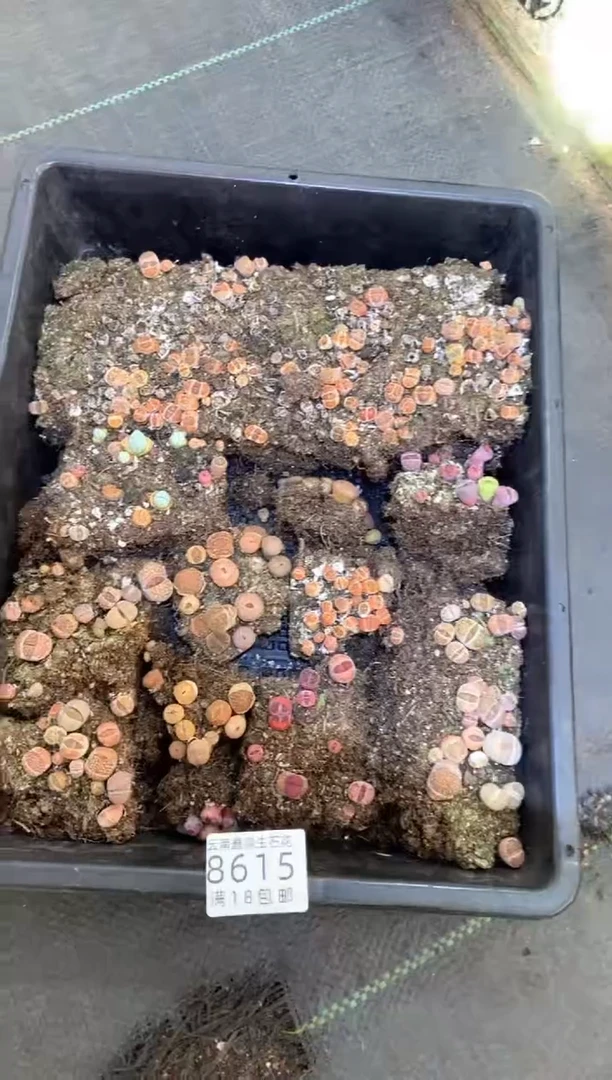 【闪购商品】8615特价混合散框带土一筐