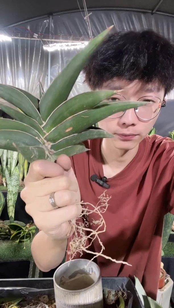 玫瑰武士裸根9.9