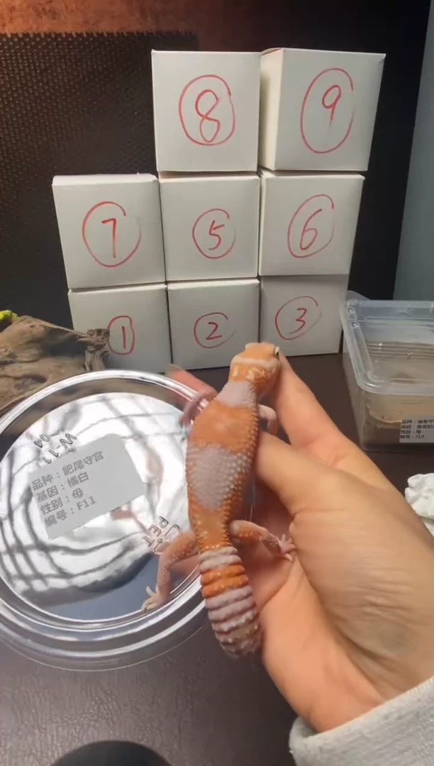肥尾守宫鳞与尾 Scale Tail 爬宠f11