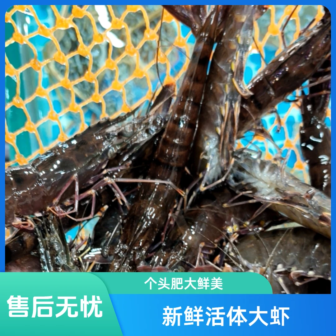 活鲜 斑节虾   500g