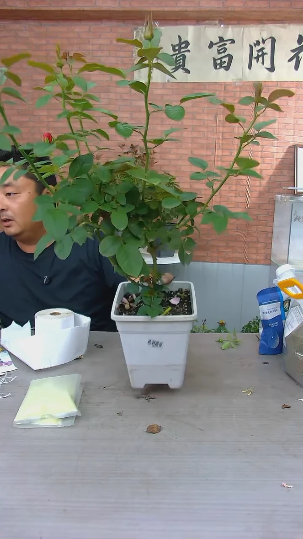当前无花朵，栽培后可花朵哈里路亚