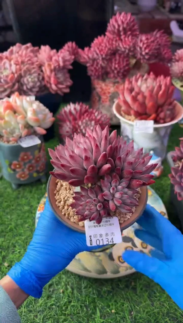 昆明印象多肉0134