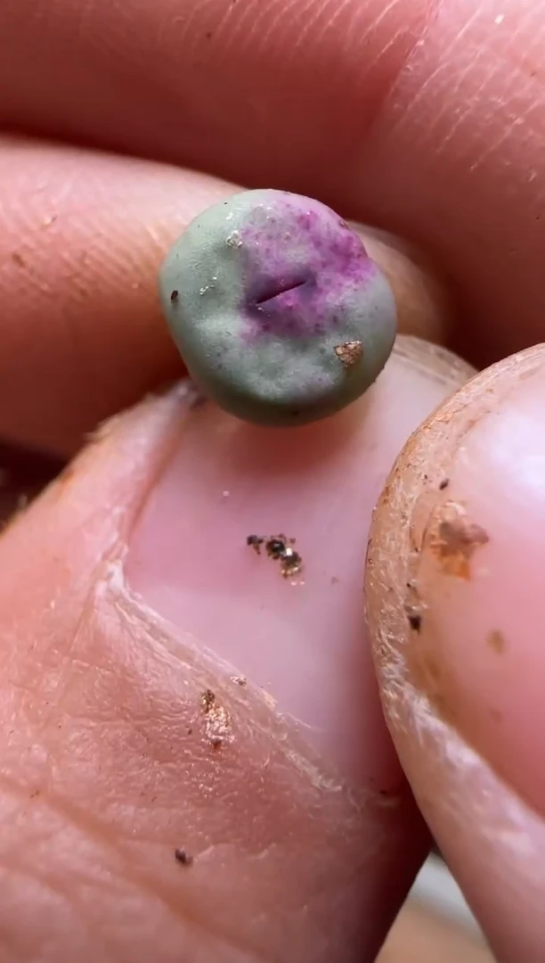 【闪购商品】7-40`SE