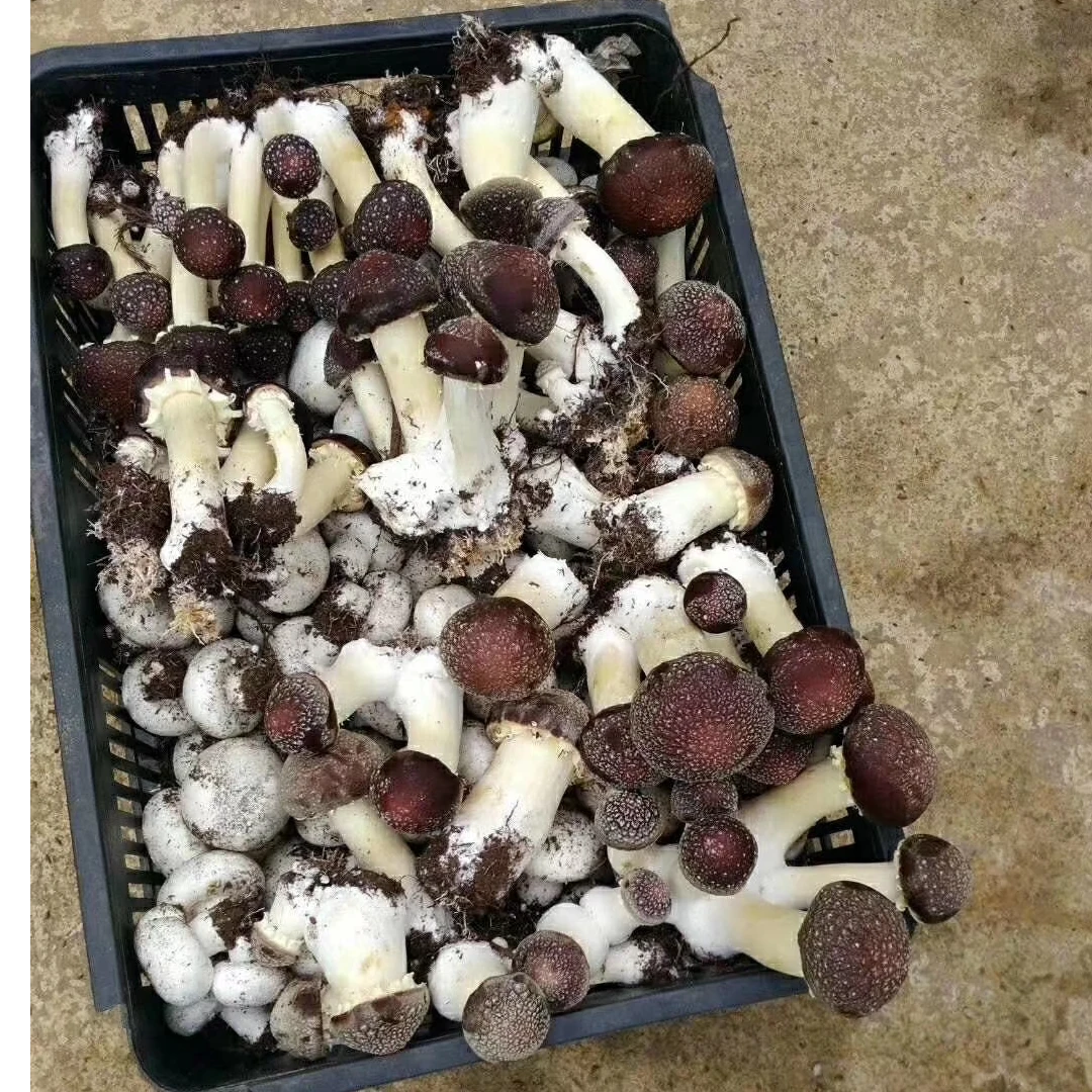 新鲜现采林下赤松茸美味食用菌