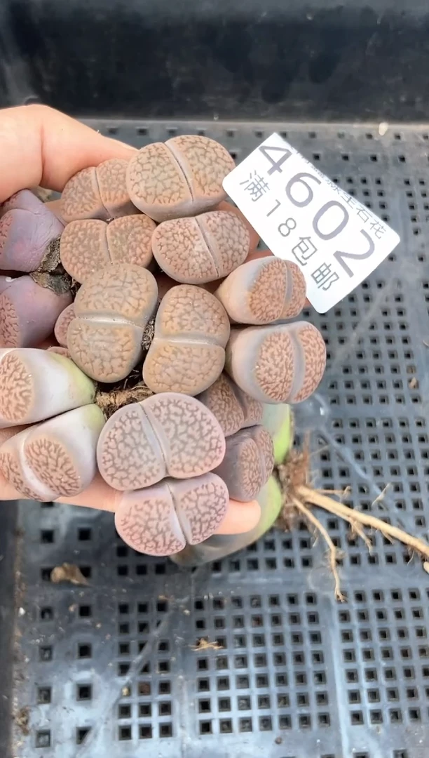 4602特价富贵玉有疤瑕疵发货1颗 量拍