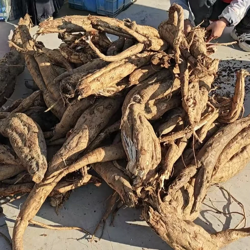 【现挖】皖南山区野生葛根 纯天然野生