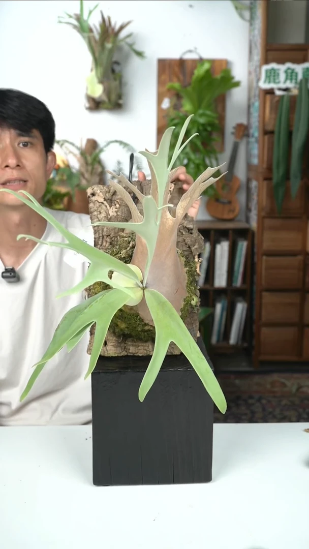 不开花植物H901-nonono鹿角蕨