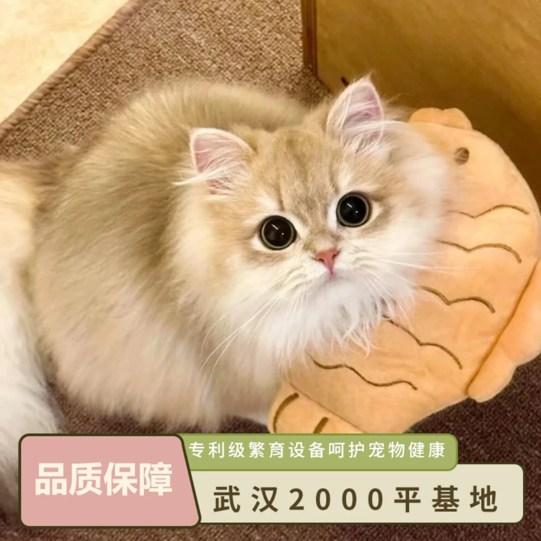 【小喵公社】2000平基地猫咪宠物活体线上专卖链接