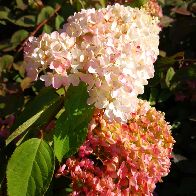 大花圆锥绣球东北耐寒绣球花花期长花朵大新手可种植庭院阳台地栽