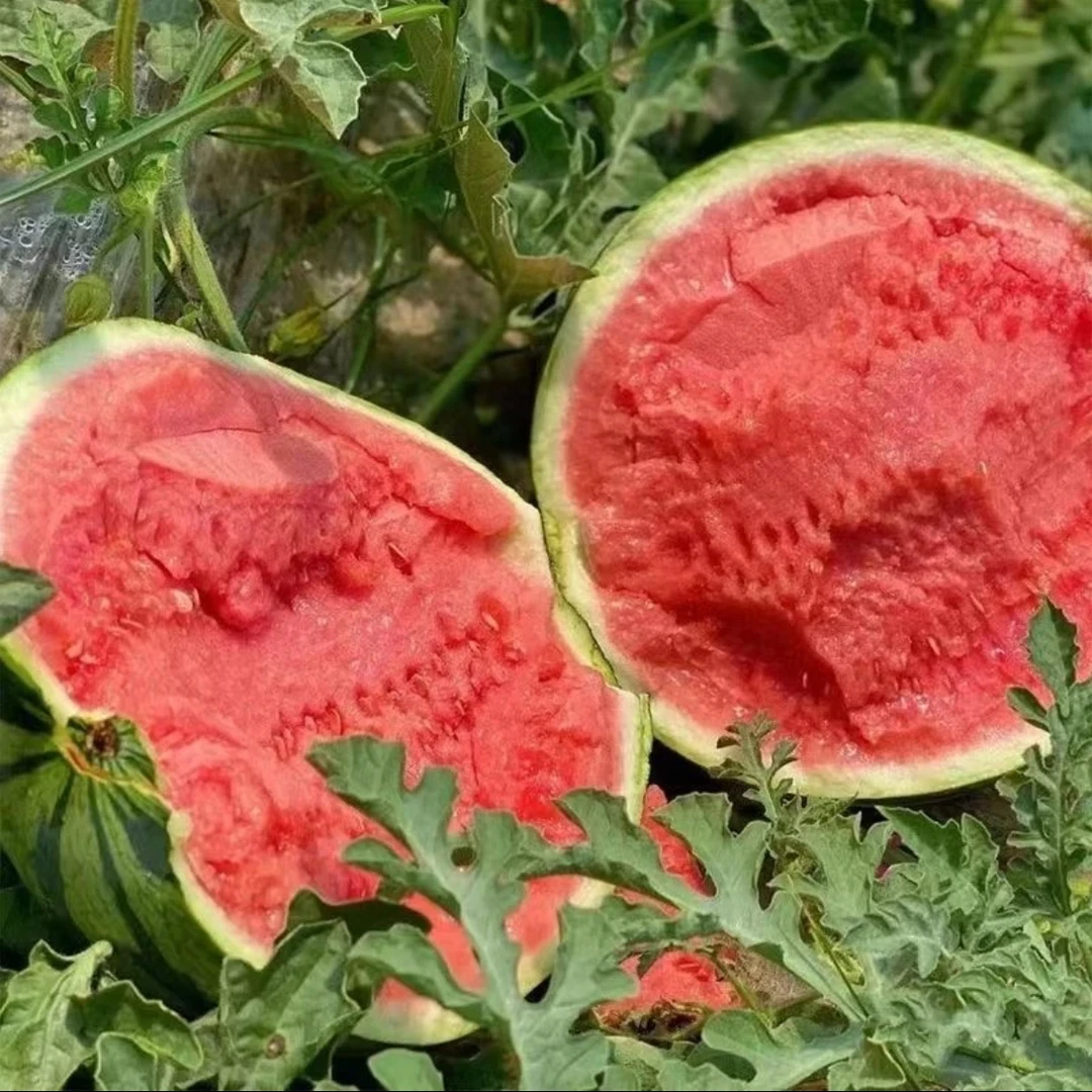 【麒麟西瓜】单颗8-10斤 大瓜