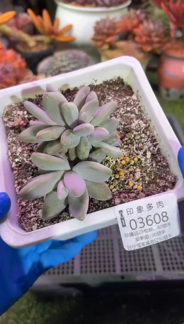 【闪购商品】03608