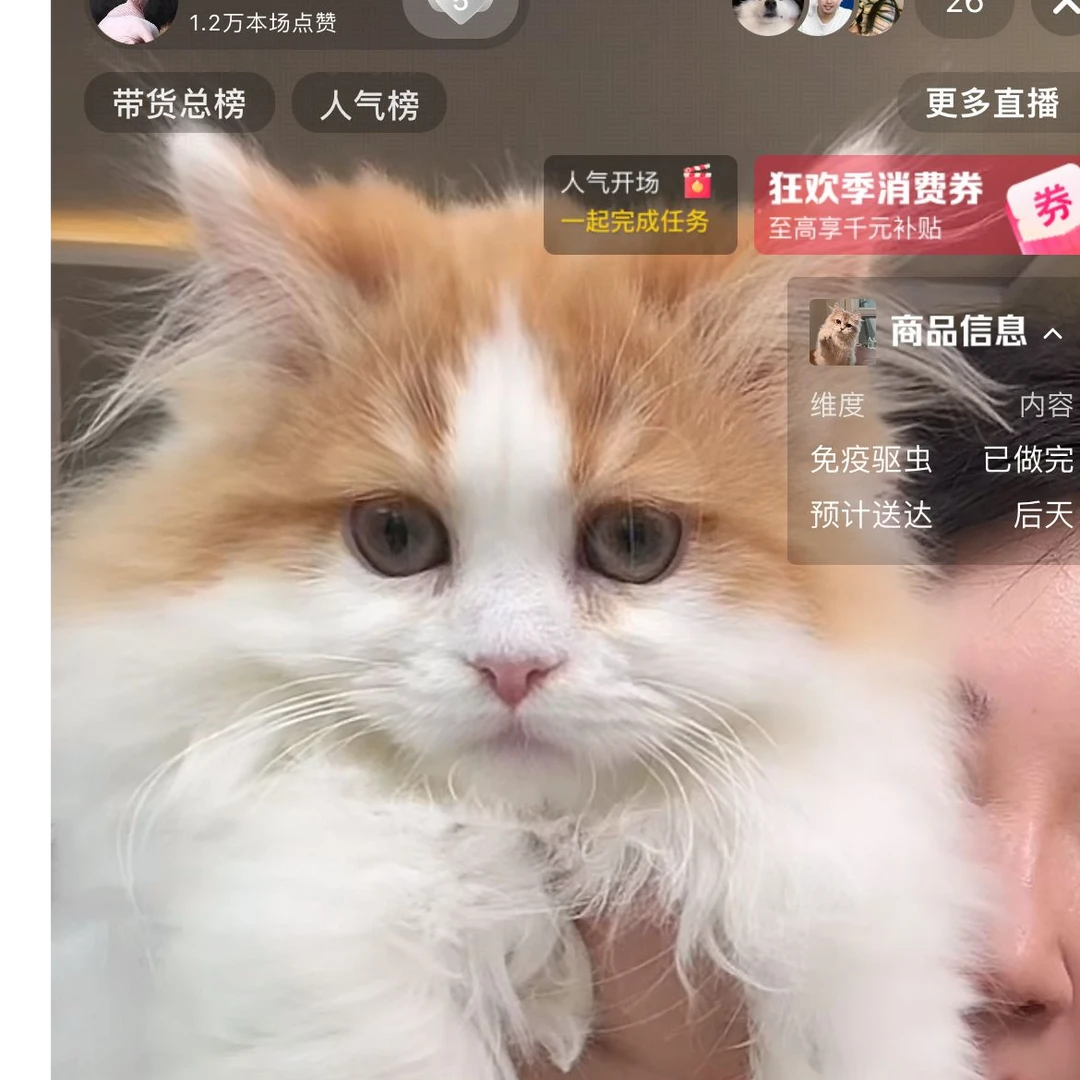 来了姊妹-红金加白矮脚猫-妹妹-t22