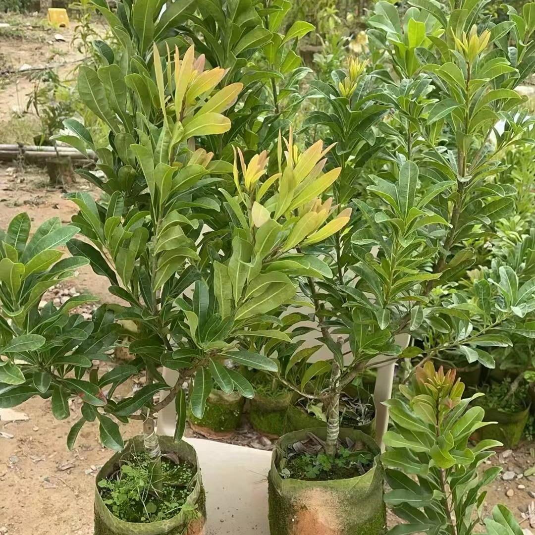 2年（精品苗）东魁黑炭嫁接好盆栽种植