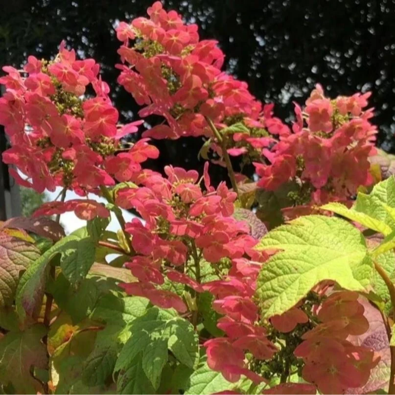 [栎叶绣球 红宝石]  1盆2加仑 庭院花园地栽观赏性花卉耐热耐寒