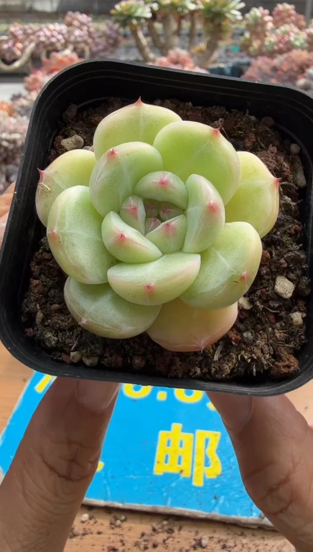 东云多肉园二店-423