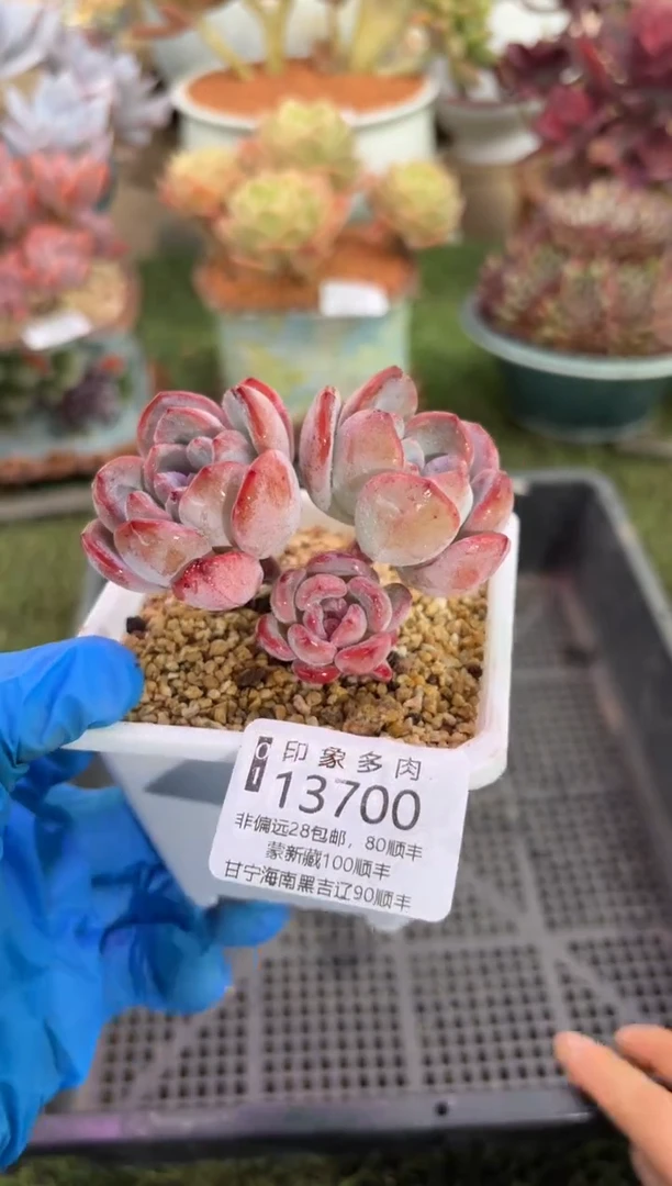 【闪购商品】13700