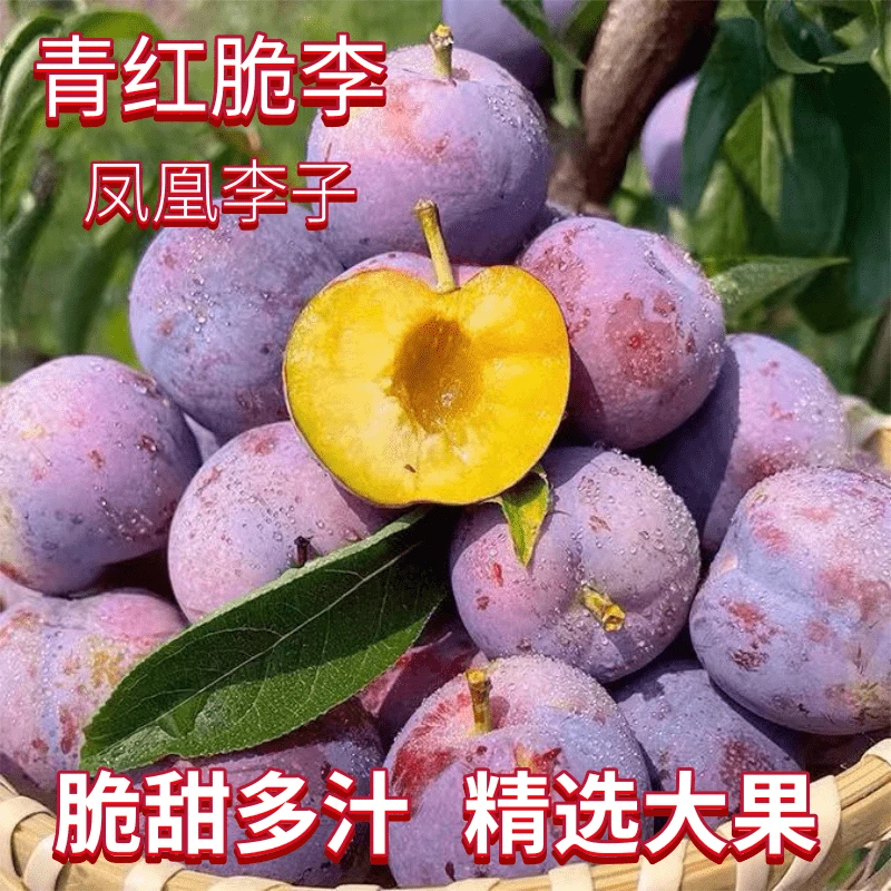 正宗四川五月脆凤凰李子新鲜应季脆李自家果园现摘当季孕妇水果