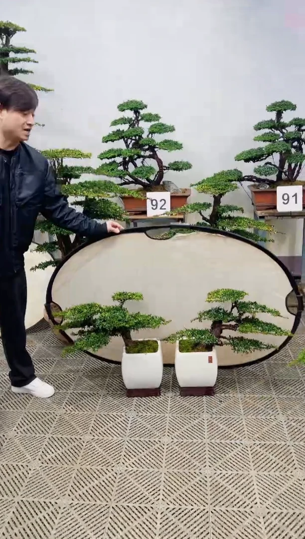无花朵造型盆景一物一拍